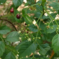 Cipadessa baccifera (Roth) Miq.